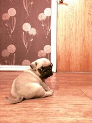 Healthy Pug puppies available