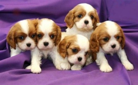 Cavalier King Charles Spaniel spaniel puppies for sale