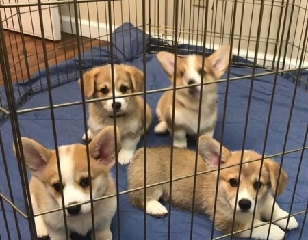 Corgi  Puppies For sale