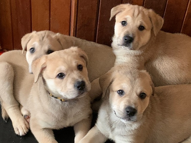 ADORABLE puppies for sale!
