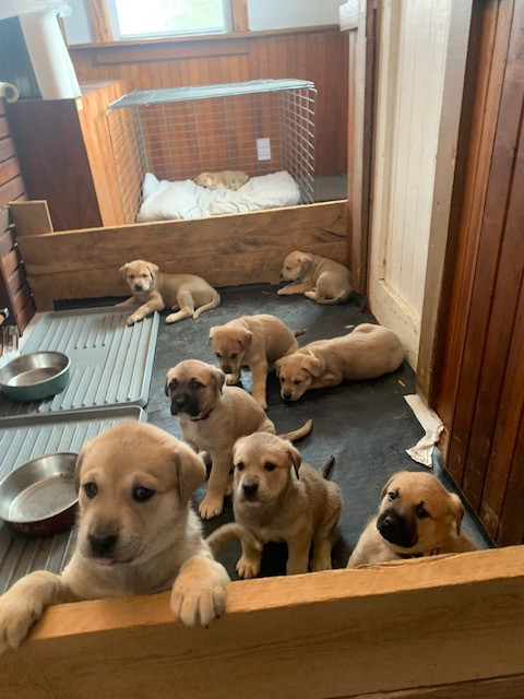 ADORABLE puppies for sale!