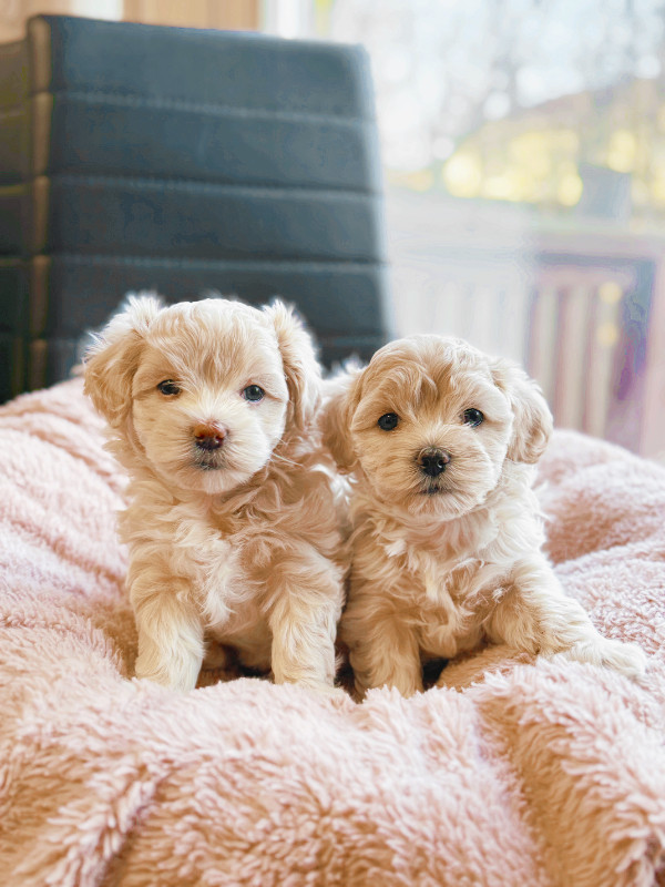 Maltipoo Puppies - Our THIRD Litter!