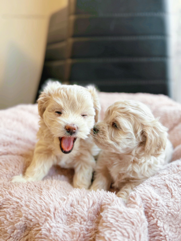 Maltipoo Puppies - Our THIRD Litter!