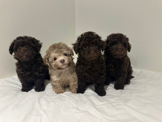 Chocolate Toy Poodle Puppies