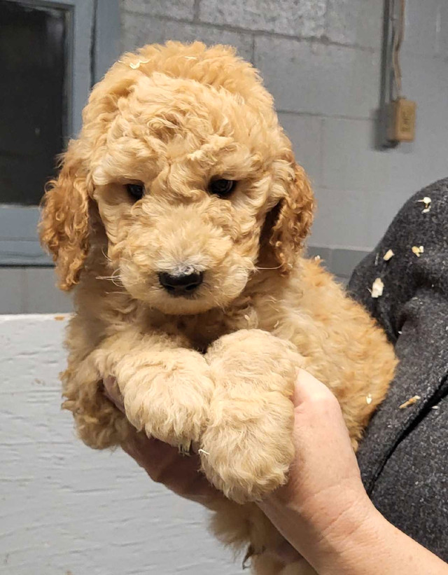 F1B Goldendoodle Puppies Ready for their forever homes.