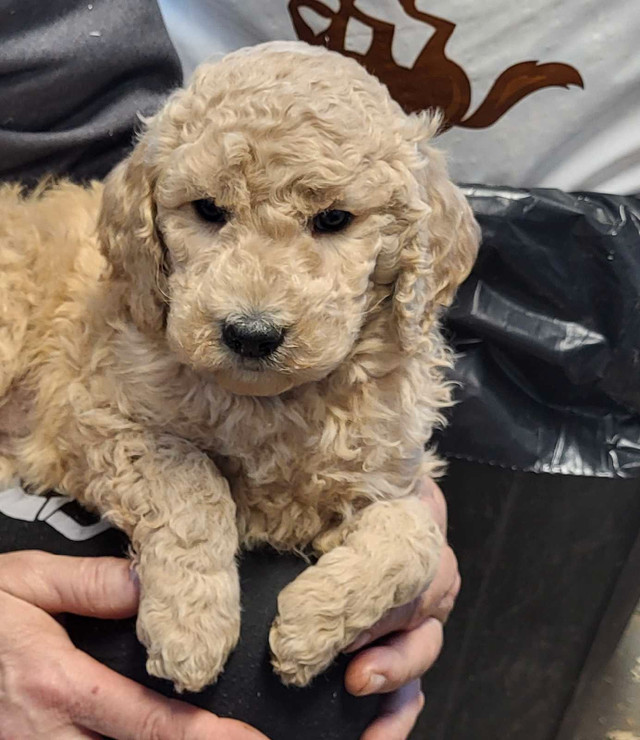 F1B Goldendoodle Puppies Ready for their forever homes.