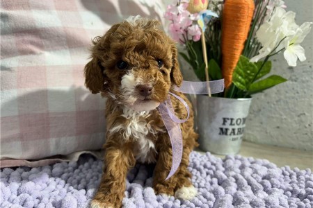 Cockapoo Puppies Available for sale