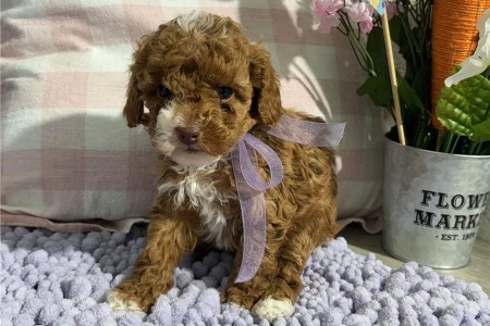 Cockapoo Puppies Available for sale