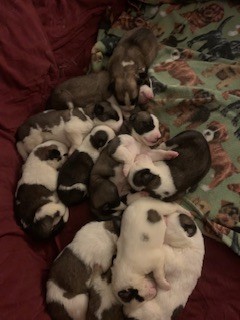 Saint Bernard Husky Mix puppies!
