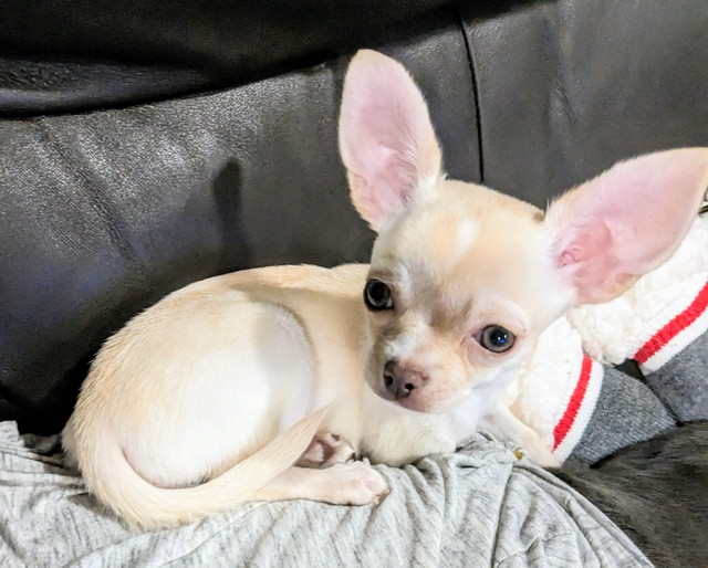 CHIHUAHUA PUPPIES - 2 FEMALES LEFT- Ready to go!!