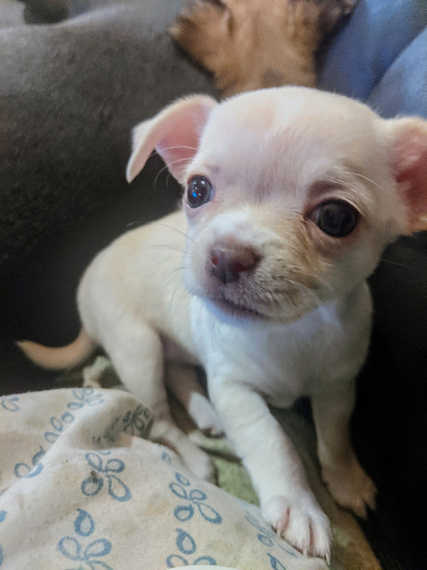 CHIHUAHUA PUPPIES - 2 FEMALES LEFT- Ready to go!!