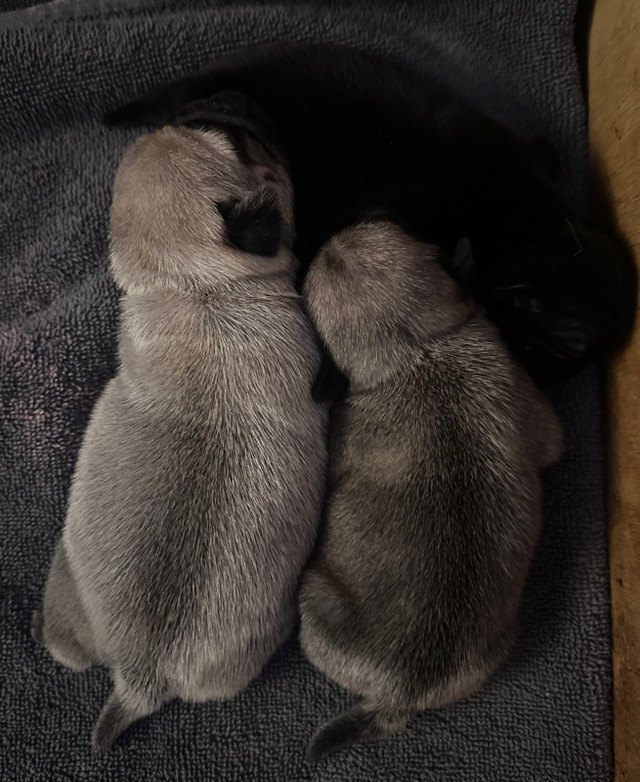 Purebred Pug Puppies 3 available