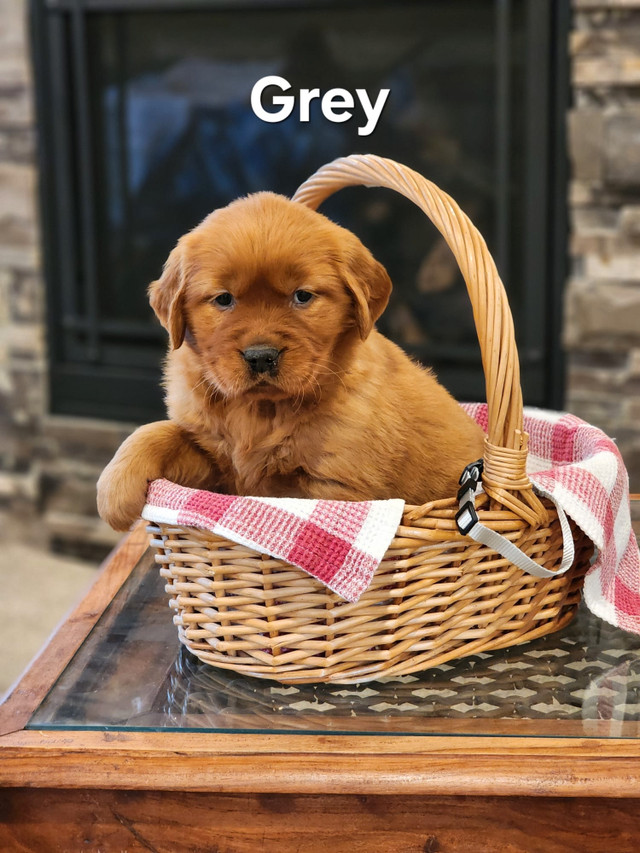 Beautiful Red/Golden Retriever Puppies for sale