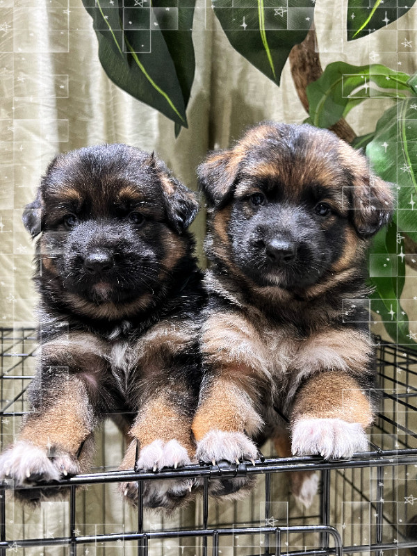 German Shepherd Puppies for Rehoming