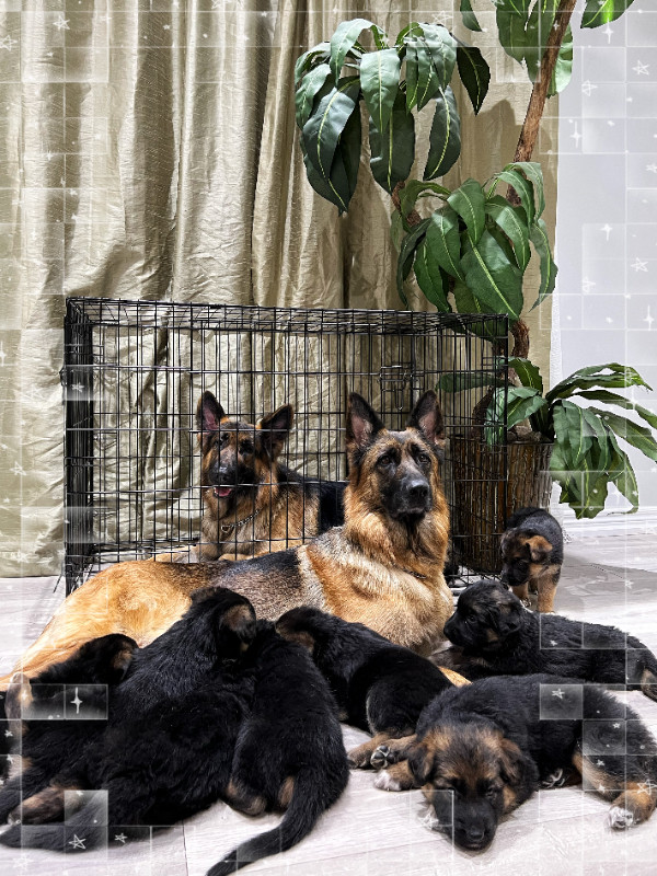 German Shepherd Puppies for Rehoming