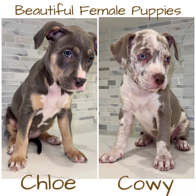 Beautiful Female Puppies ❣️ 12 weeks