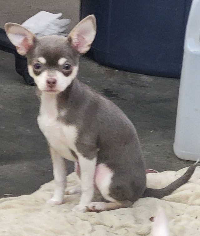 Beautiful Female Chihuahua Puppies