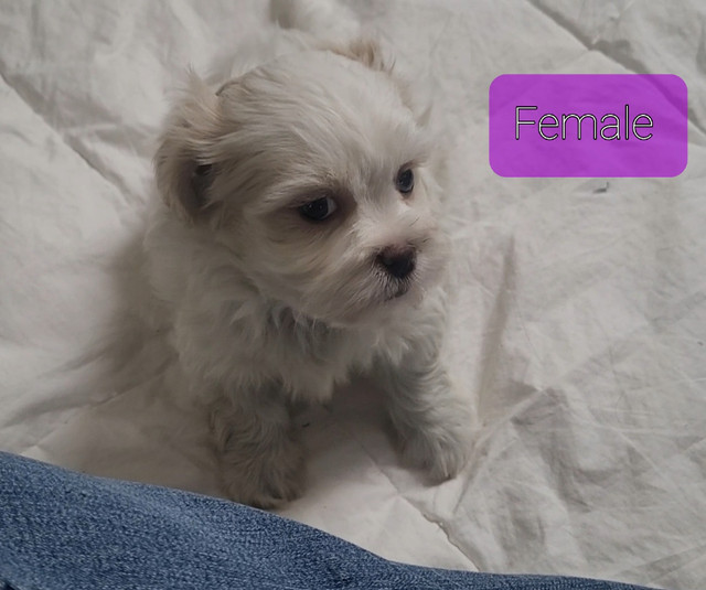 Sweet Shichon Puppies Ready For Homes