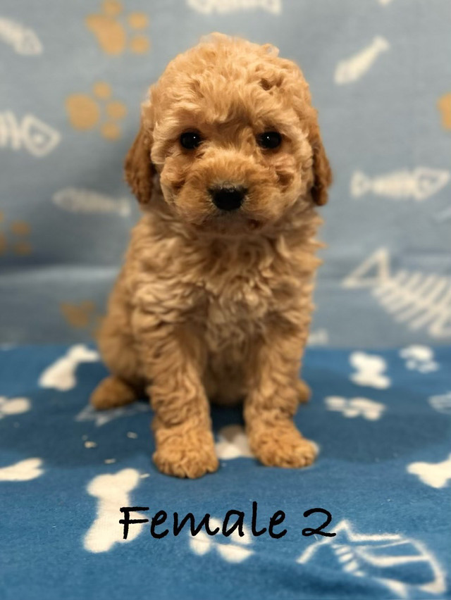 F1B non-shedding Mini Goldendoodles! (Delivery Available)