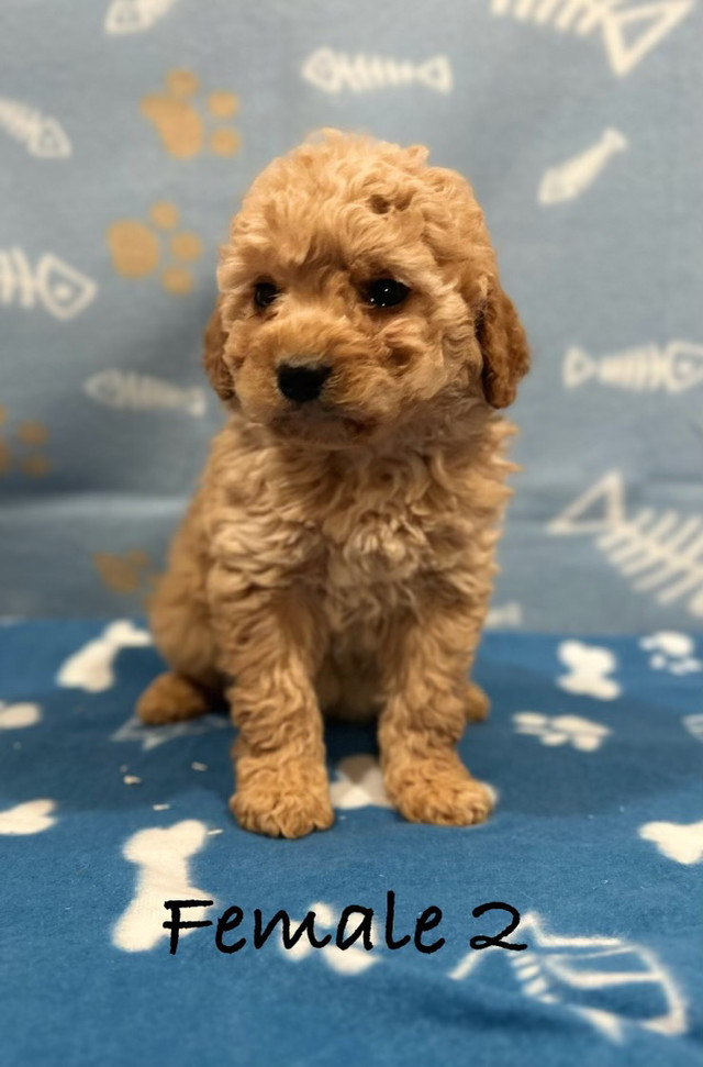 F1B non-shedding Mini Goldendoodles! (Delivery Available)