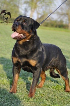 The male Rottweiler free to mate