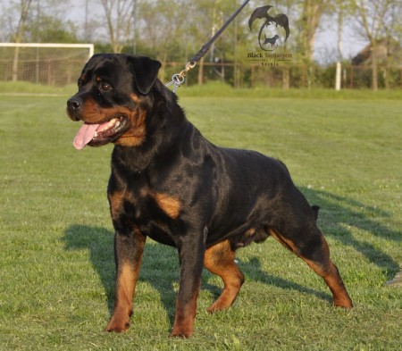 The male Rottweiler free to mate