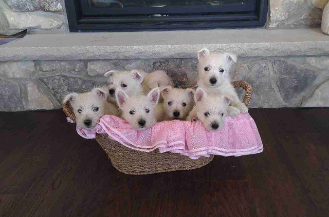Quality Westies /West Highland Terriers