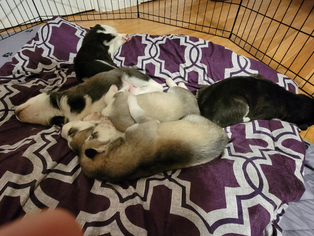 Siberian Husky Pups looking for their forever homes.