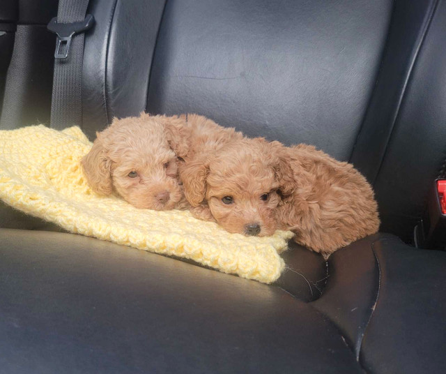 TINY TOY POODLE PUPPIES -