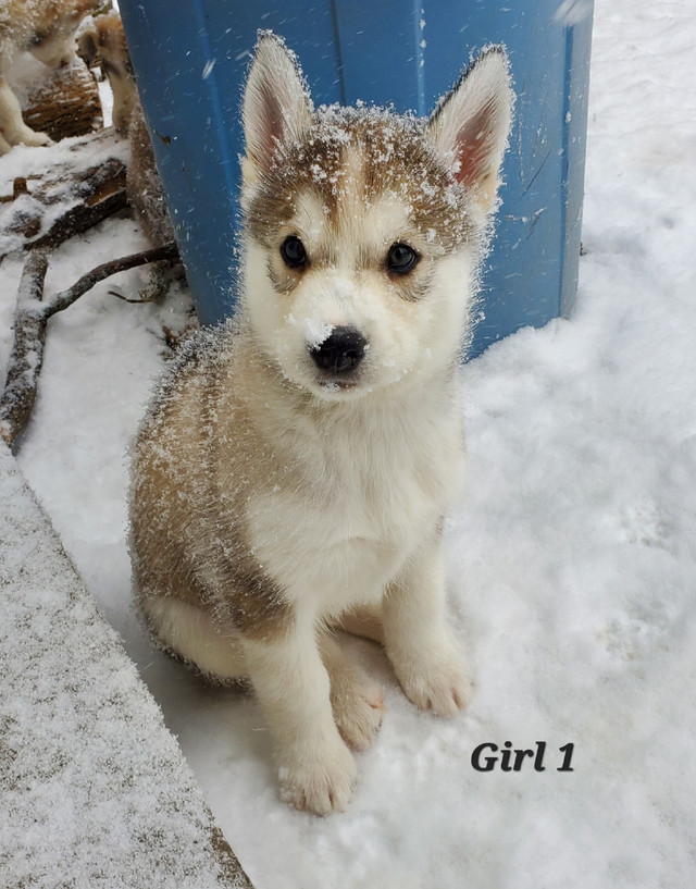 Beautiful Husky puppies looking for Fur-ever Home!