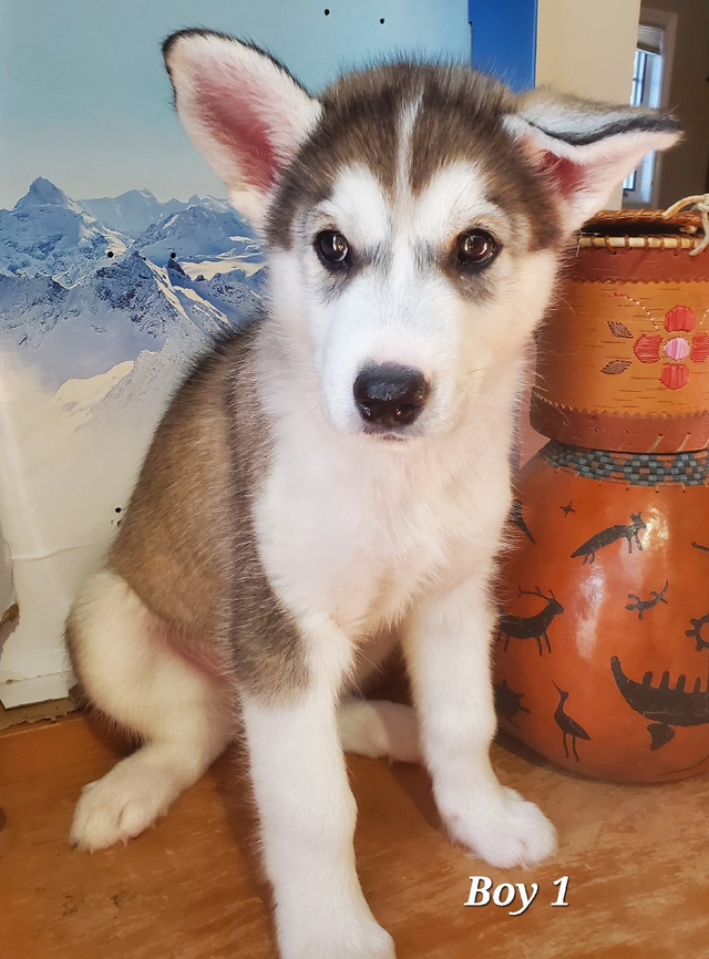 Beautiful Husky puppies looking for Fur-ever Home!