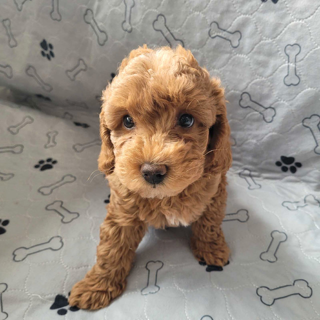 Toy/Miniature poodle puppies ready for rehome
