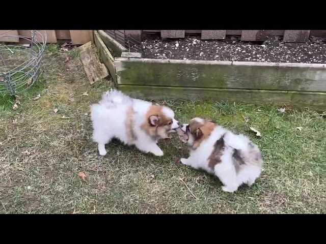 Pomeranian Spitz Puppies Apartment size