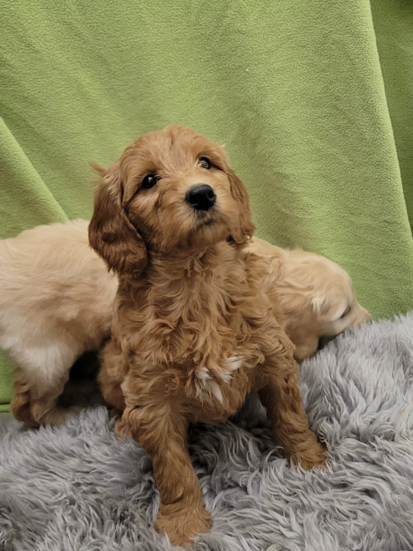 Goldendoodle puppies available