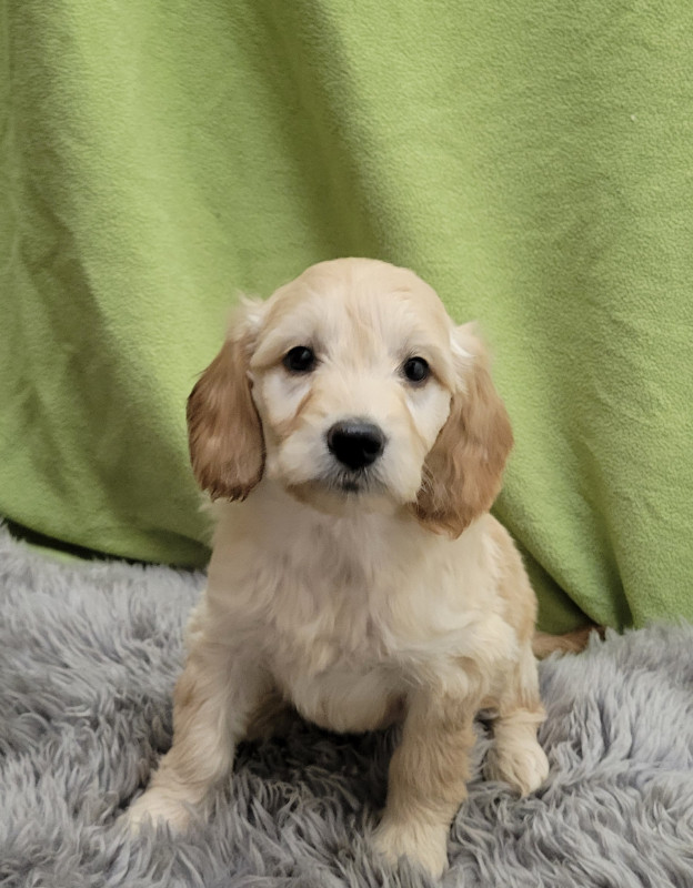 Goldendoodle puppies available