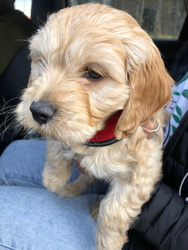 Male Cockapoo Puppy: Milo