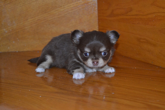 Tiny Tcup Male Long Coat Chihuahua Puppies