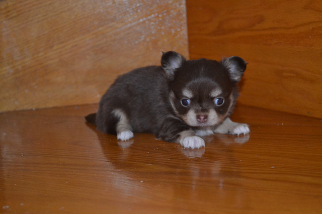 Tiny Tcup Male Long Coat Chihuahua Puppies