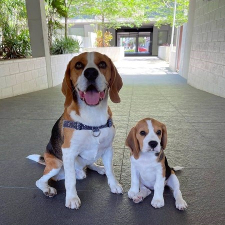 CKC MALE and FEMALE BEAGLE PUPPIES
