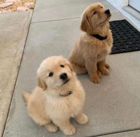 CKC MALE and FEMALE GOLDEN RETRIEVER PUPPIES