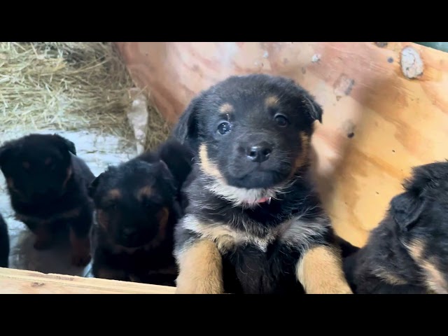German Shepherd Puppies looking for new homes