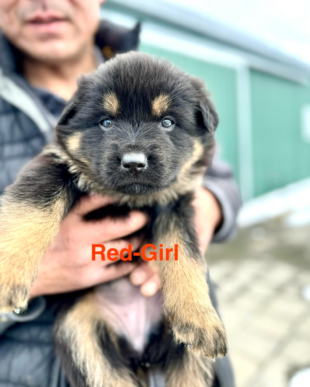 German Shepherd Puppies looking for new homes