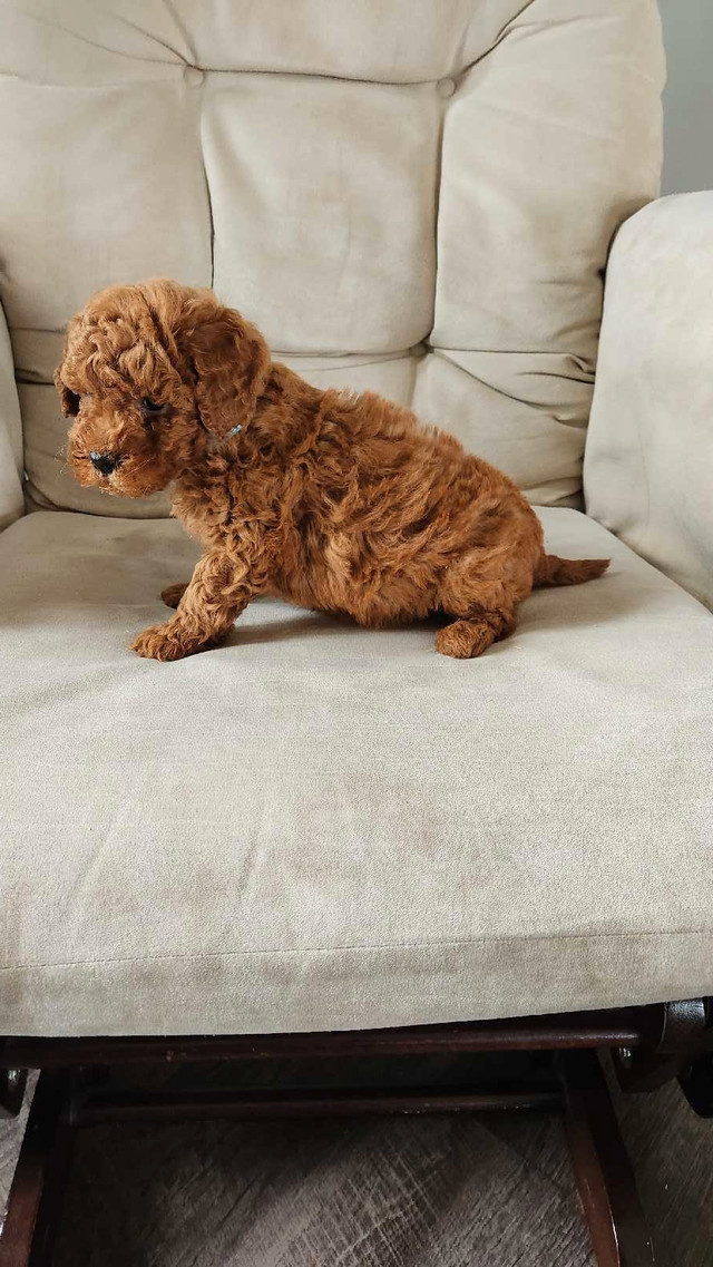 READY TO GO!! Dark Red Toy Poodle Puppies