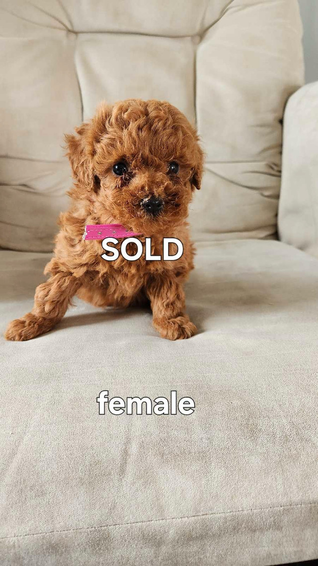 READY TO GO!! Dark Red Toy Poodle Puppies