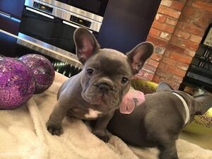 Healthy French bulldog puppies available