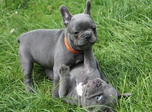 French bulldog puppies male and female