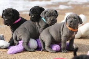 Mastiff puppies