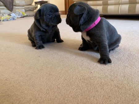 French bulldog puppies now ready