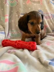 Dachshund puppies for you