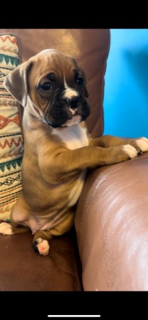 Boxer puppies for sale!